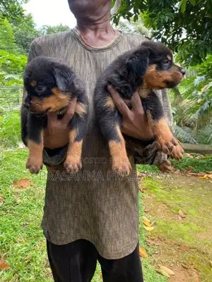 රොට්වයලර් පැටව්