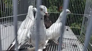 පරවියන්