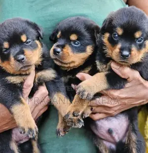 Rottweiler Puppies