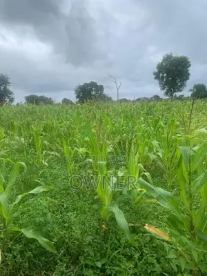 වගාවට සුදුසු ඉඩමක් විකිණීමට ඇත කිව්ලේකඩ