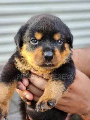 Rottweiler Puppies