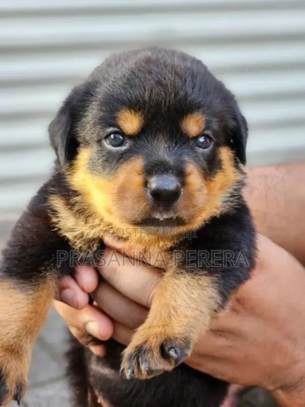 Rottweiler Puppies