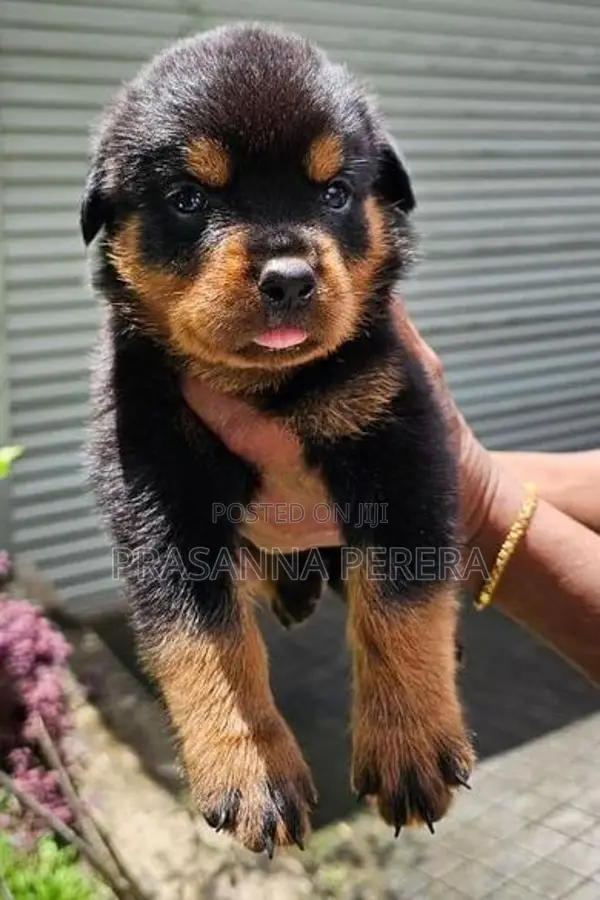 Rottweiler Puppies