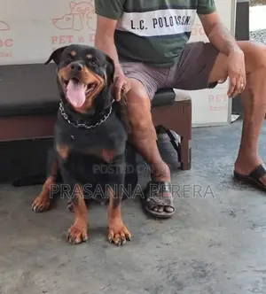 Rottweiler Puppies