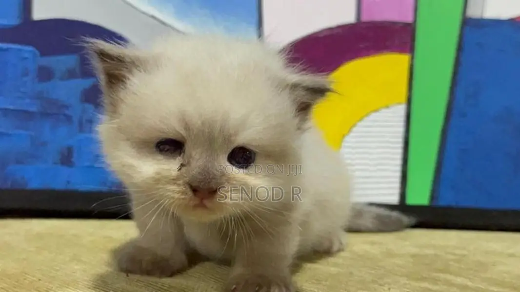 Pure Persian Kitten