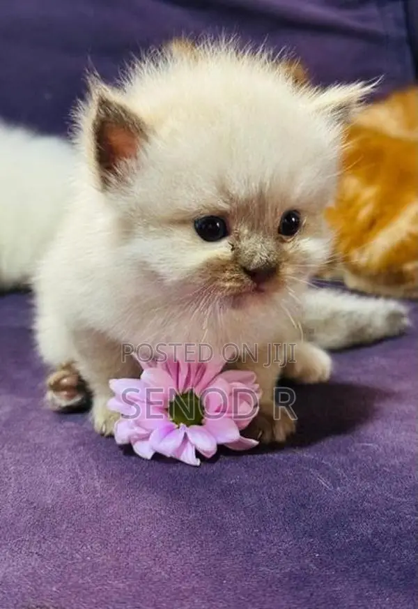 Pure Persian Kittens
