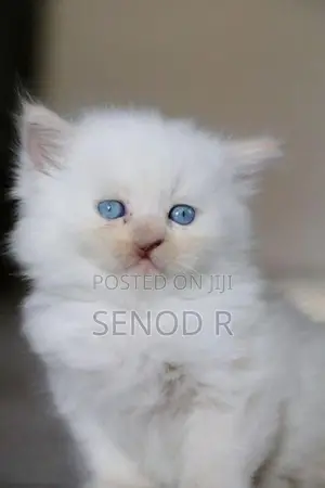Pure Persian Kittens