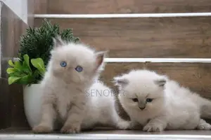 Pure Persian Kittens