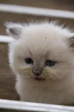 Pure Persian Kittens