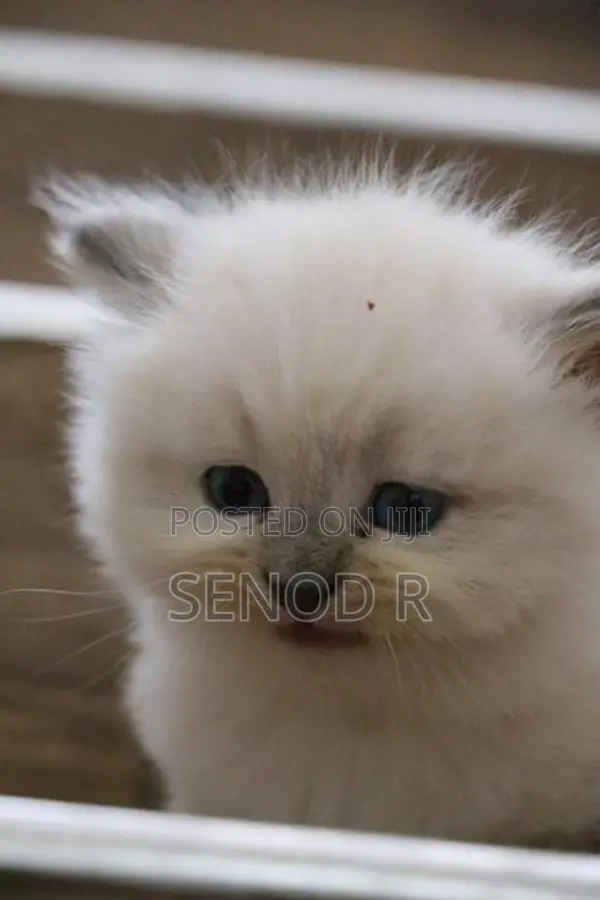 Pure Persian Kittens