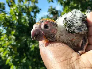 Sun Conure Chicks