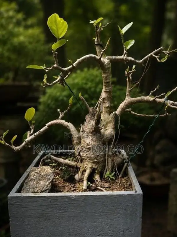 Bonsai Plants