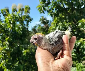 Sun Conure Chicks