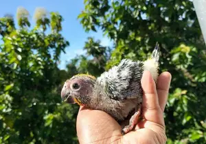 Sun Conure Chicks