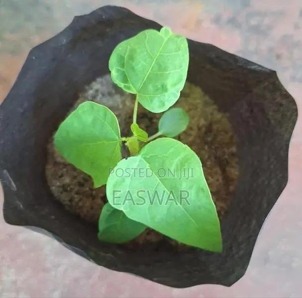 பப்பாளி மரம்