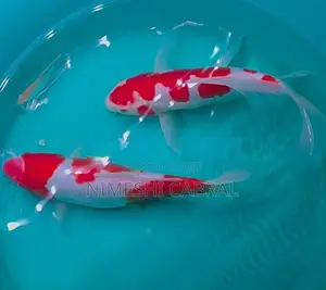 Koi Fish