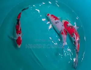 Koi Fish