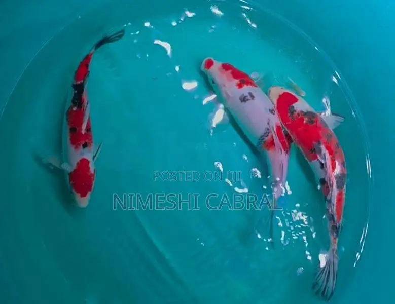 Koi Fish