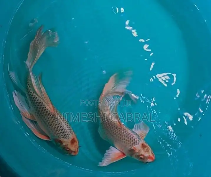 Koi Fish