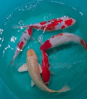 Koi Fish