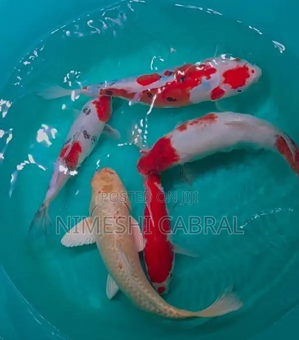 Koi Fish