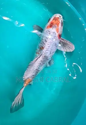 Koi Fish