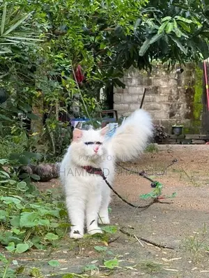 Persian Cat