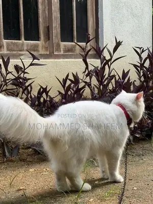 Persian Cat