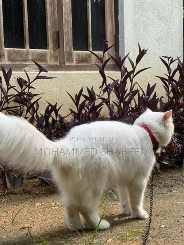 Persian Cat