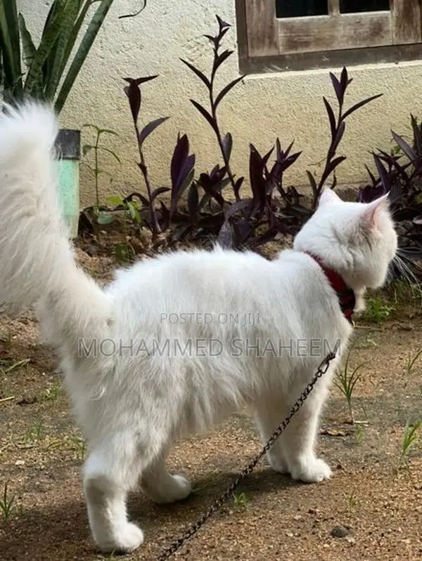 Persian Cat