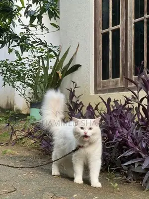 Persian Cat