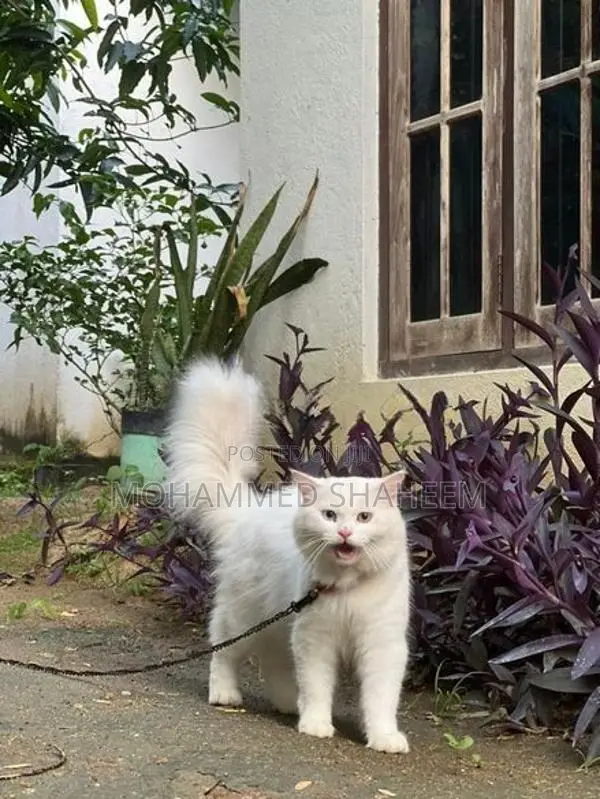 Persian Cat