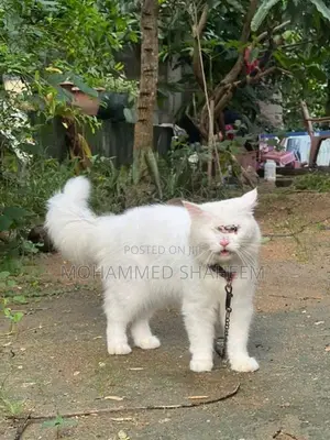 Persian Cat