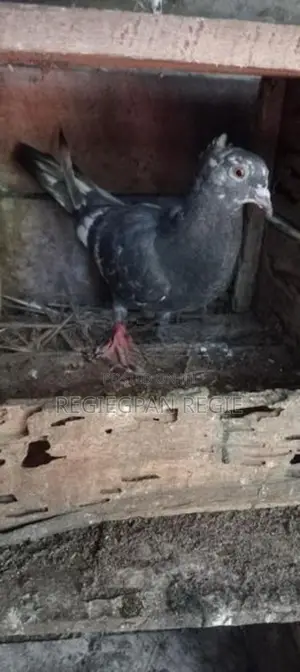 Pigeons