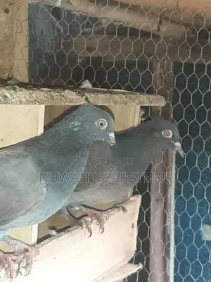 Indian Pigeon