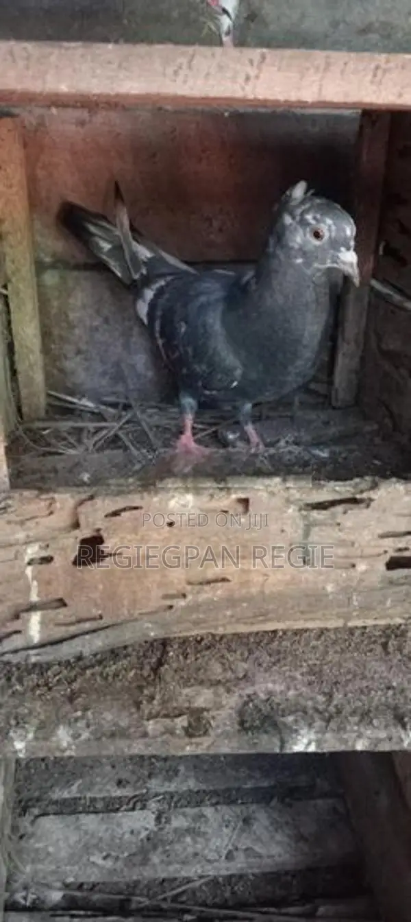 Pigeons