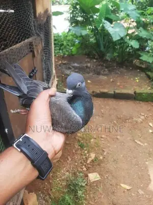 Indian Pigeon