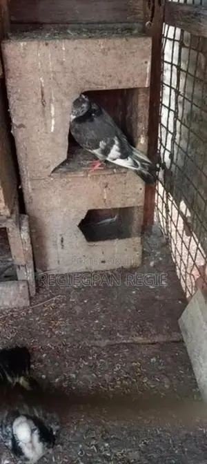 Pigeons