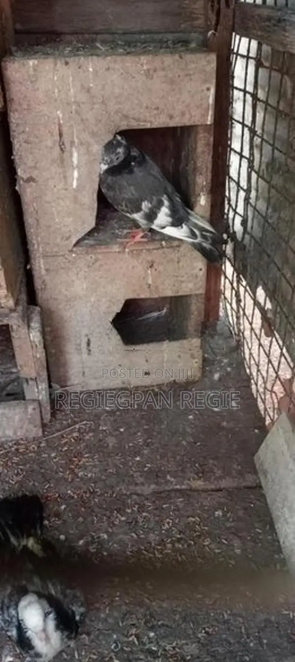Pigeons