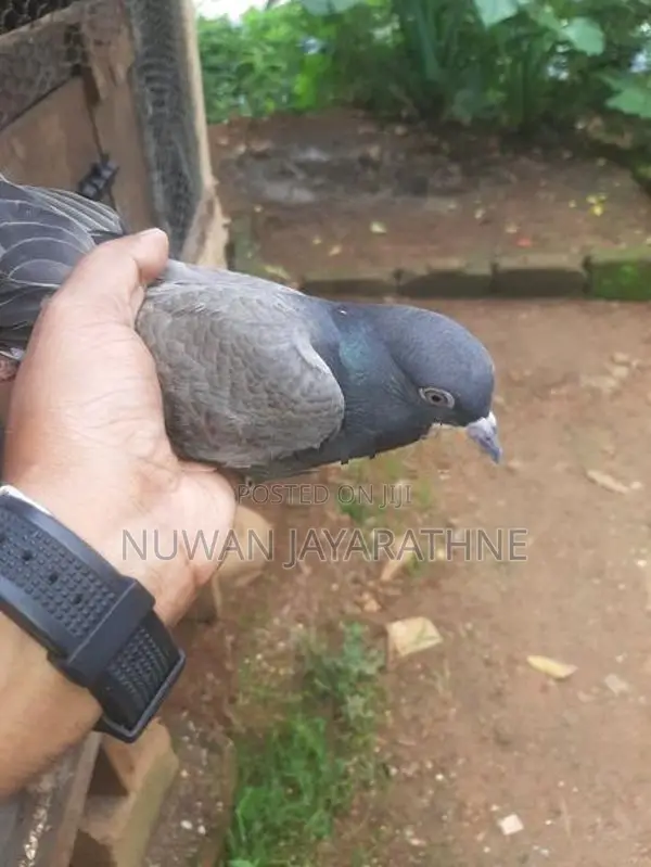 Indian Pigeon