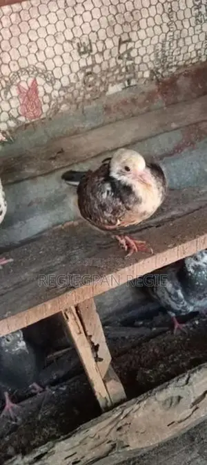Pigeons