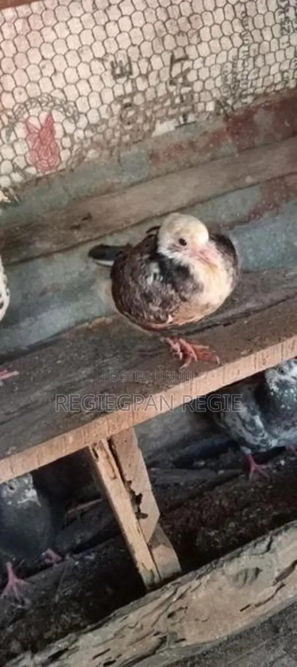 Pigeons