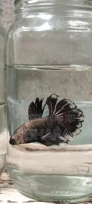 Fighter Fish