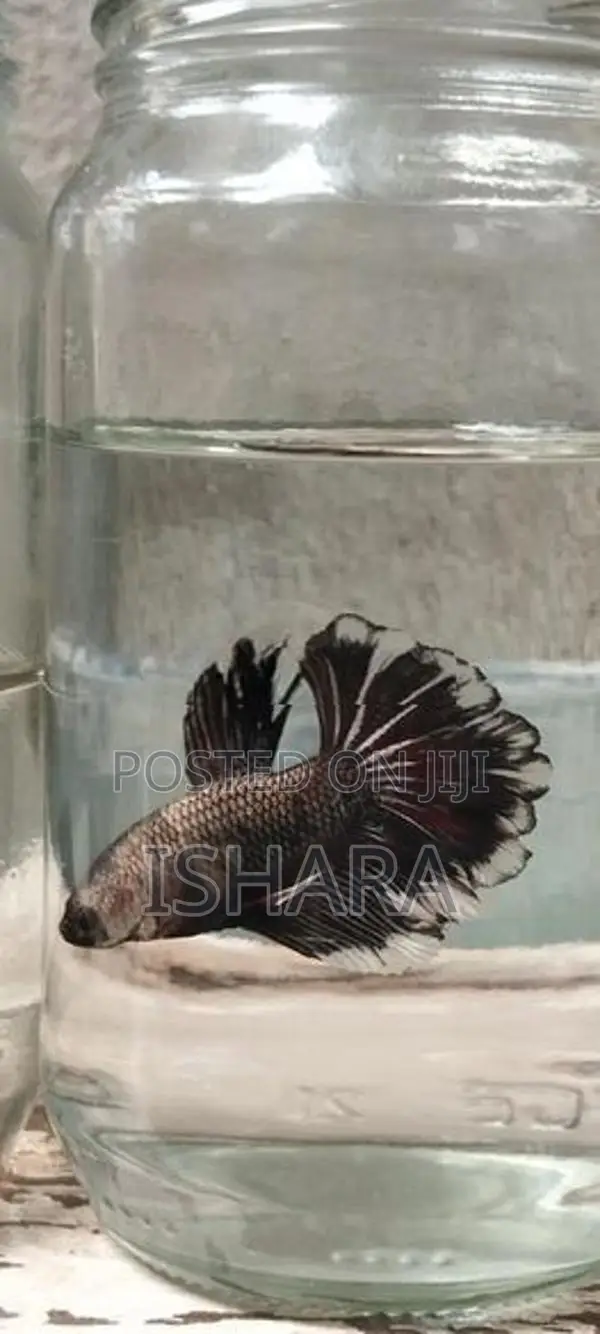 Fighter Fish