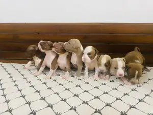 American Bully Puppies