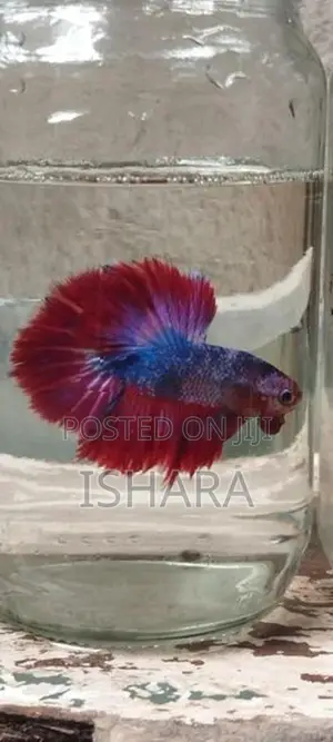 Fighter Fish