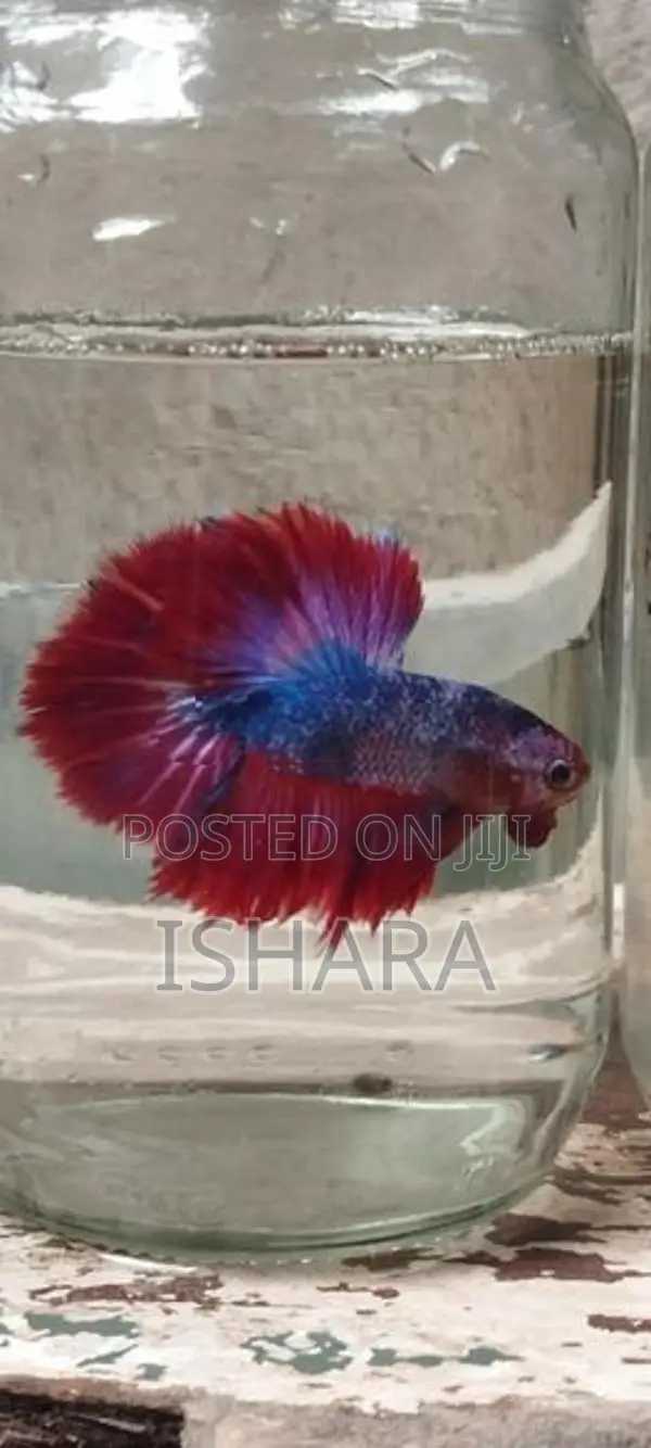Fighter Fish