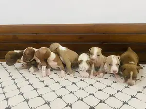 American Bully Puppies