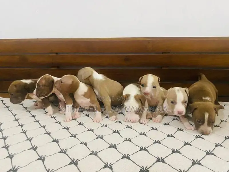 American Bully Puppies