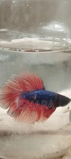 Fighter Fish